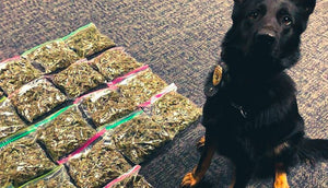 Can you trick a police dog by hiding the smell?